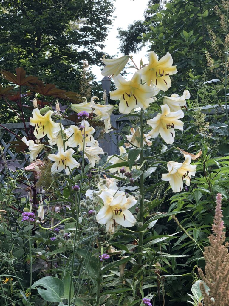 lily ‘Conca d’Or’