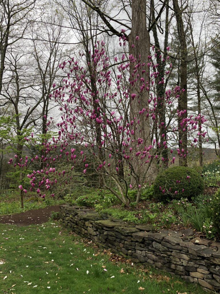 Jane magnolia