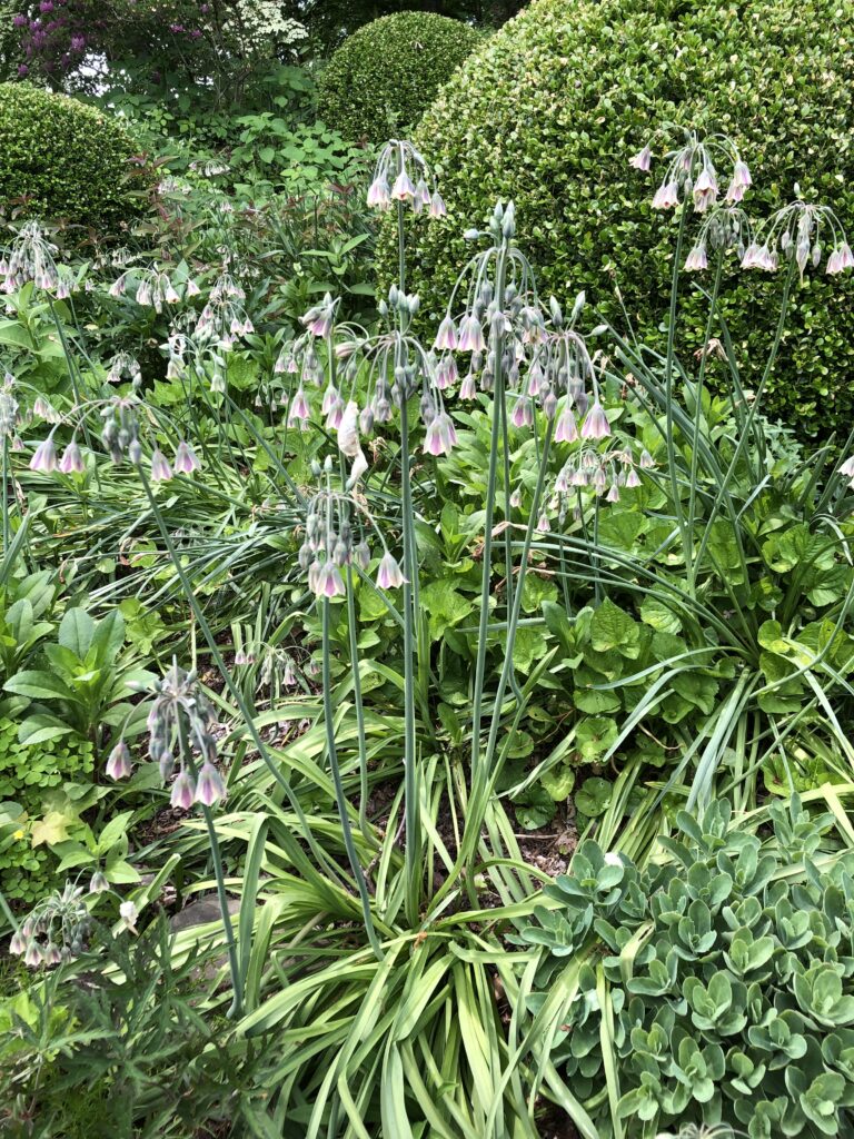 Mediterranean bells
