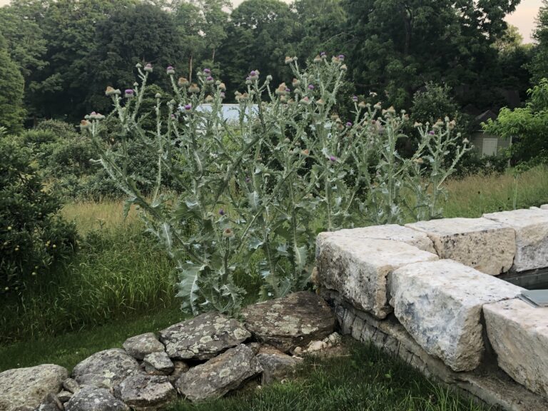 Scotch thistle