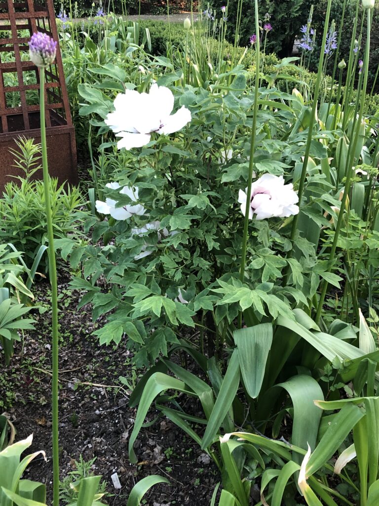 Chinese tree peony