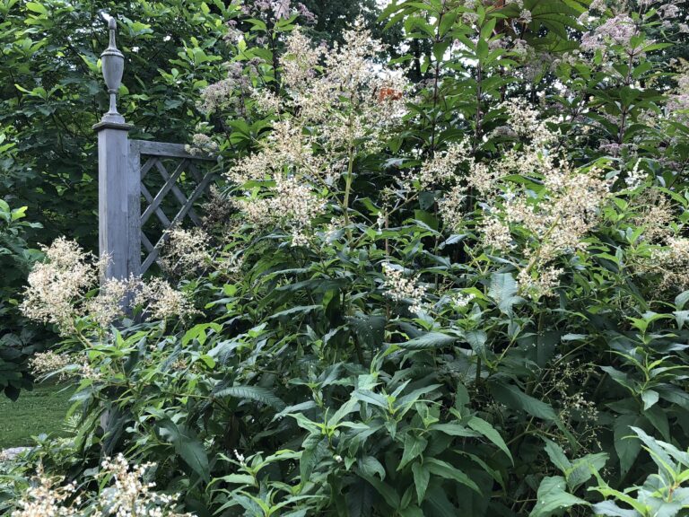 giant fleeceflower