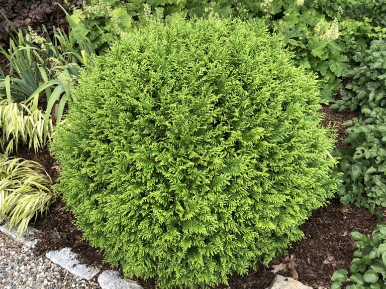Hetz Midget arborvitae