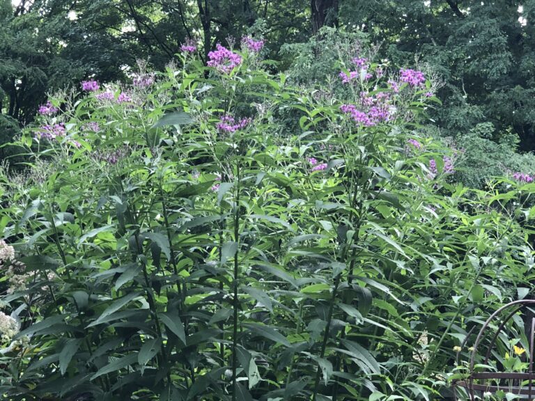 New York ironweed