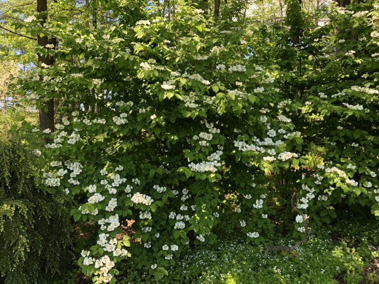 doublefile viburnum