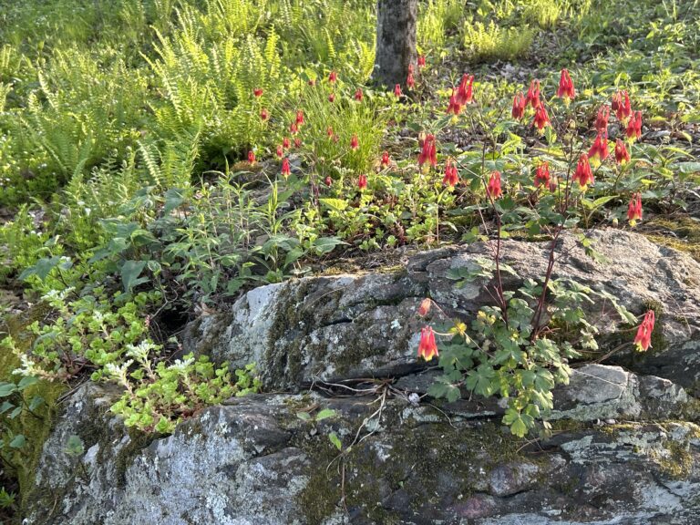 eastern columbine