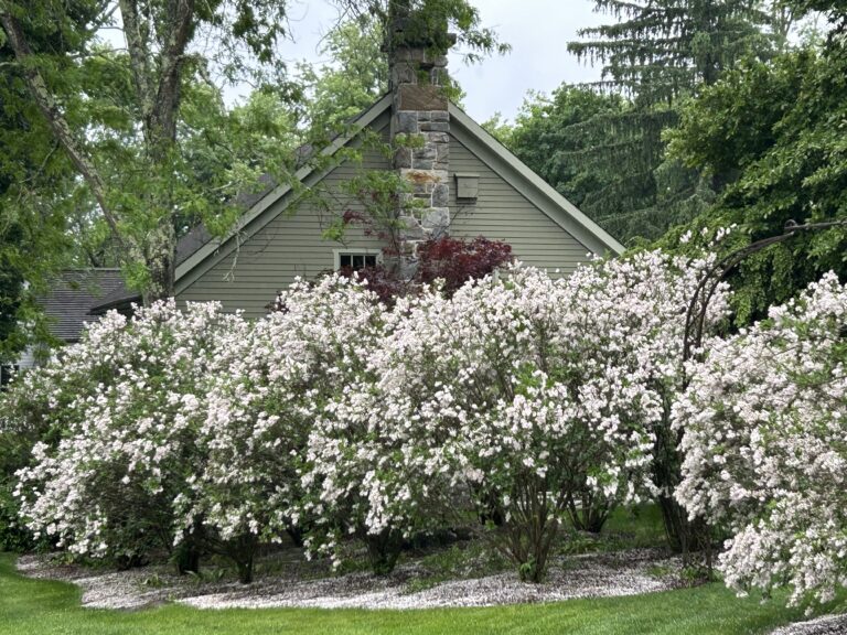 dwarf Korean lilac