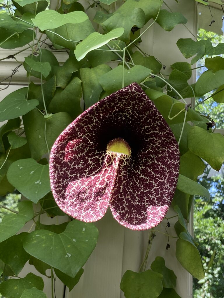 Brazilian Dutchman’s pipe