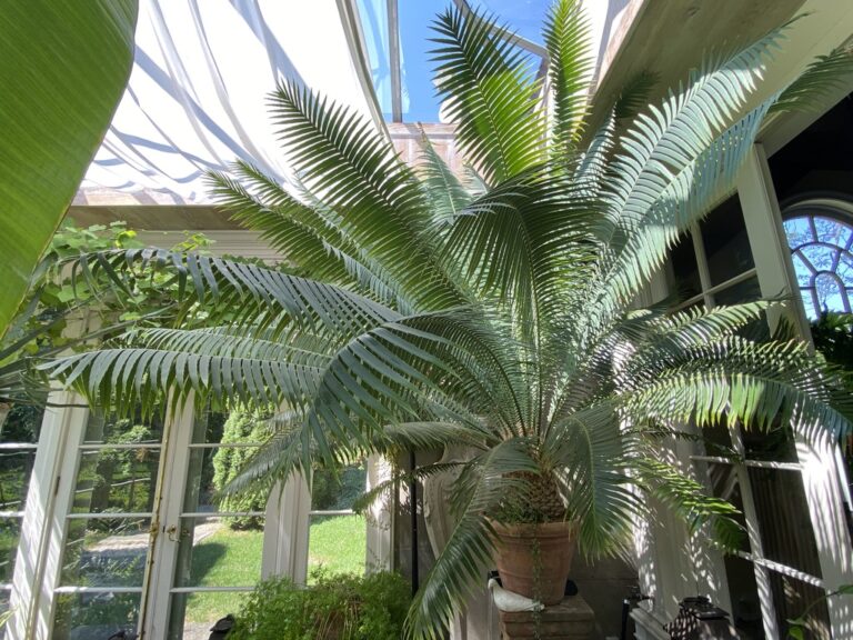 giant dioon