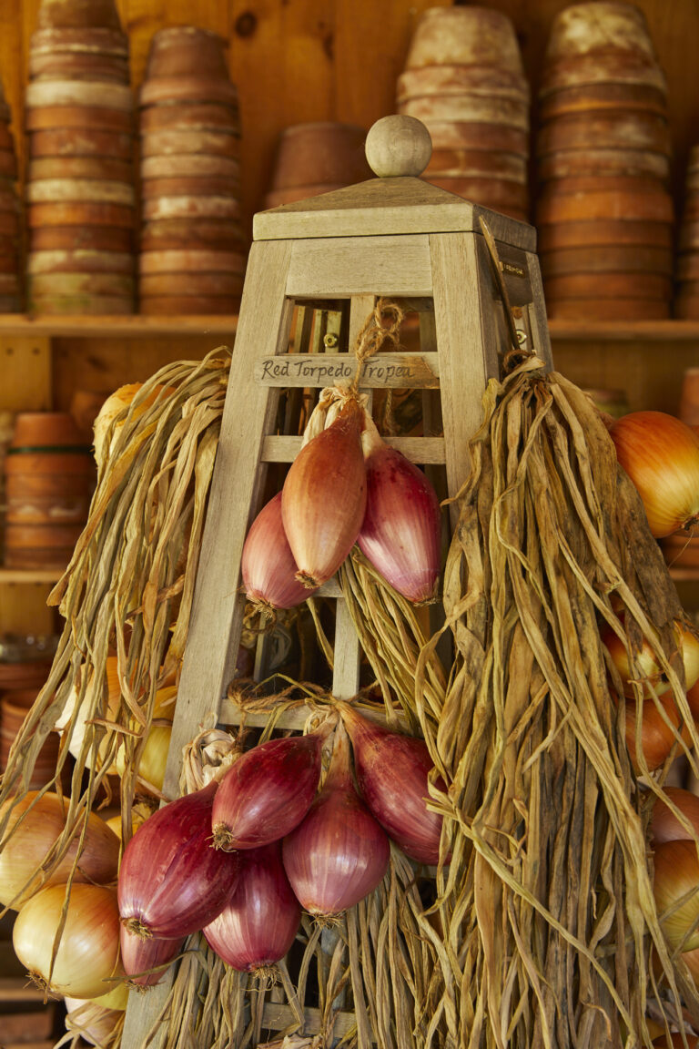 red torpedo Tropea scallion