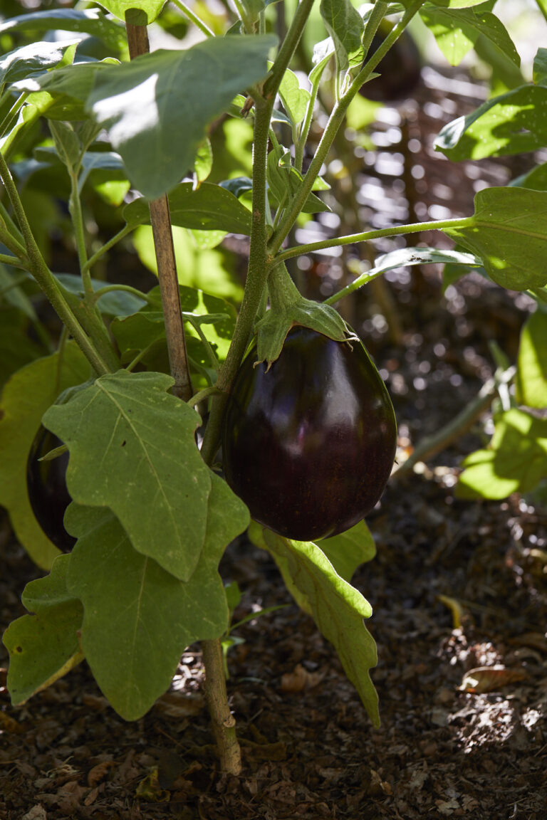 Aswad eggplant
