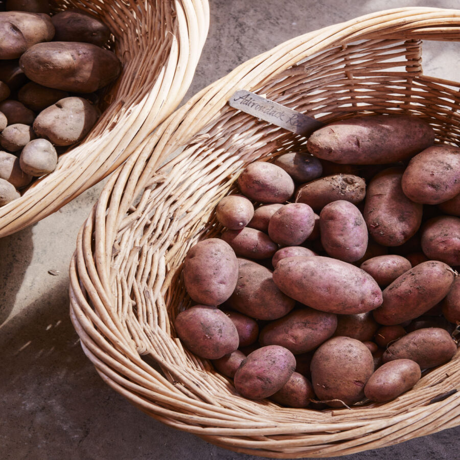 Adirondack Red potato