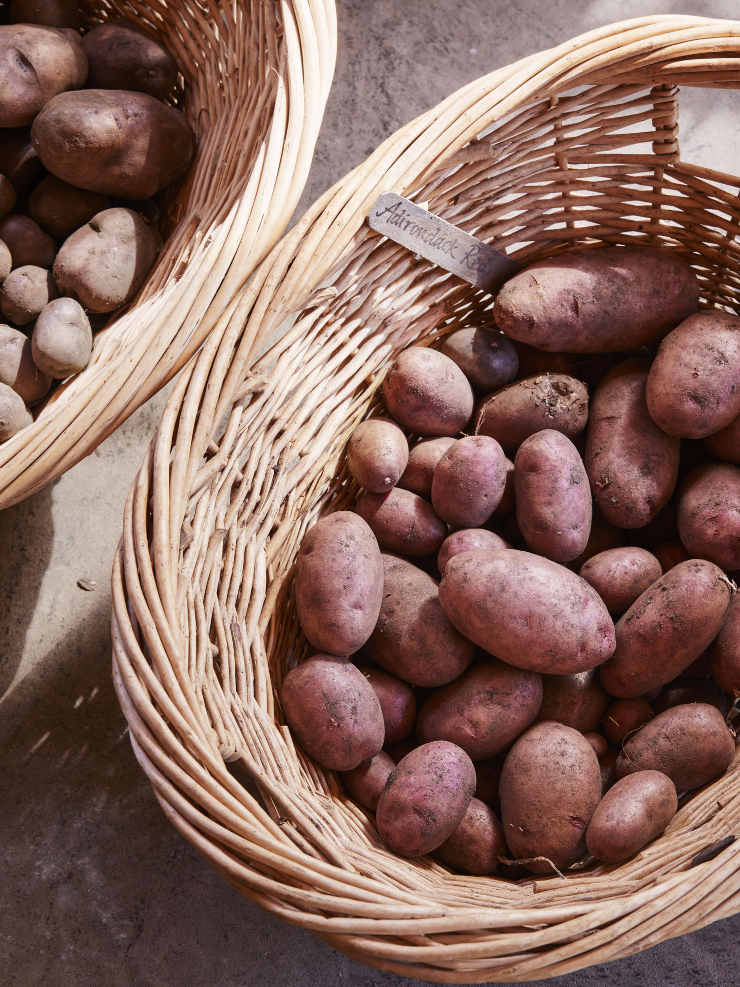Adirondack Red potato