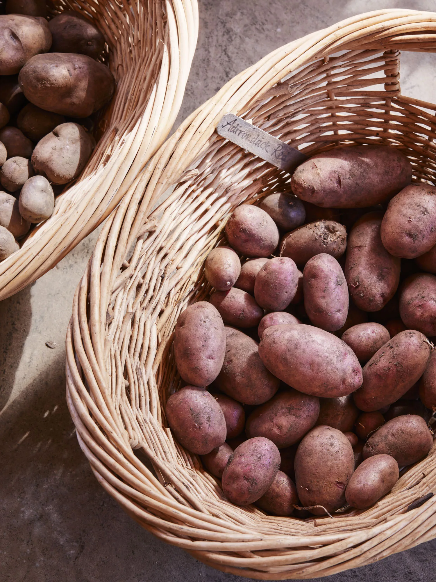 Adirondack Red potato