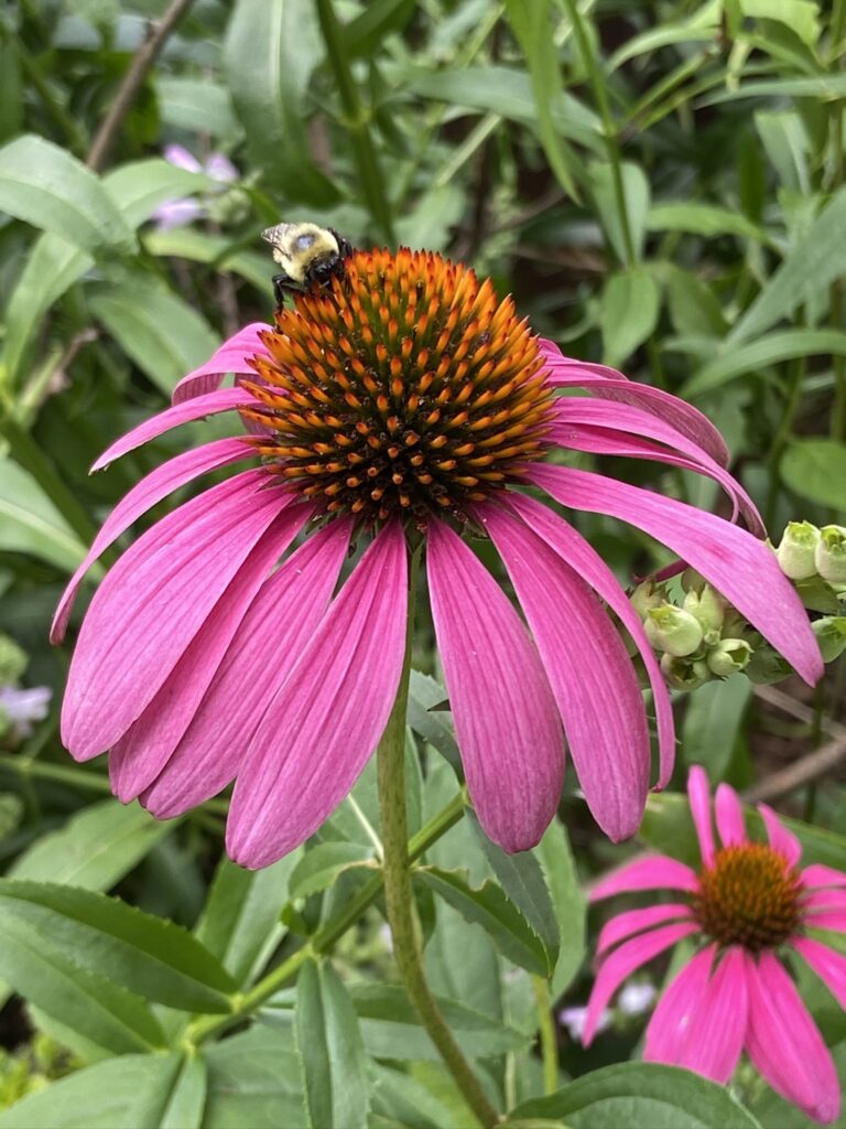 purple coneflower