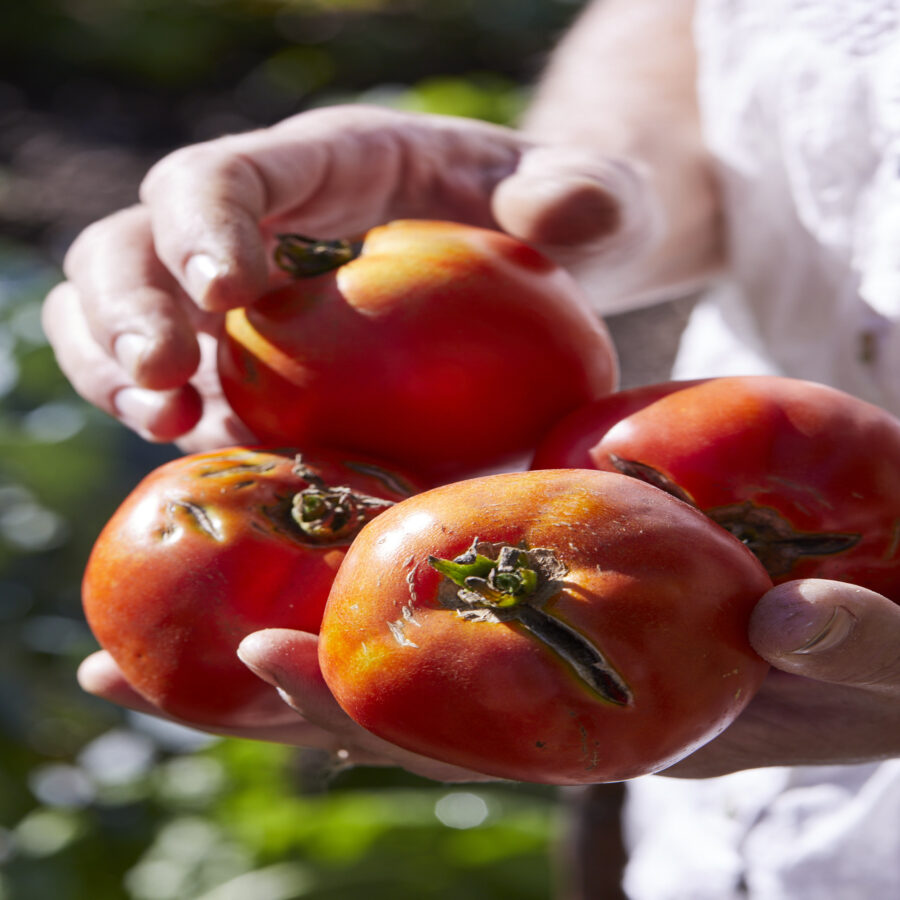 New Yorker tomato