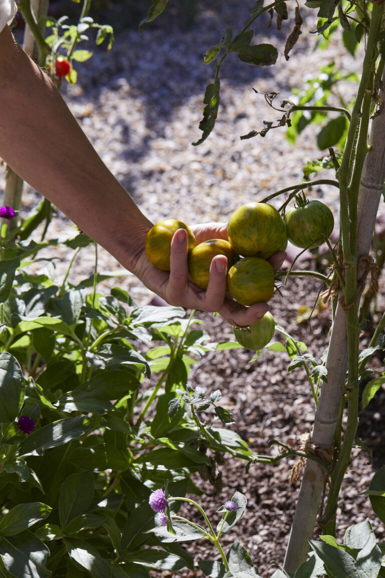 Green Zebra tomato