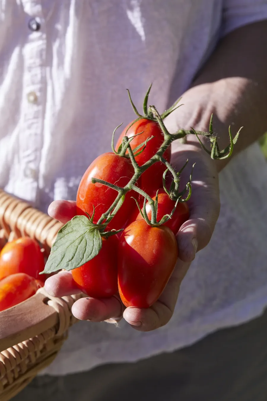 Juliet plum tomato