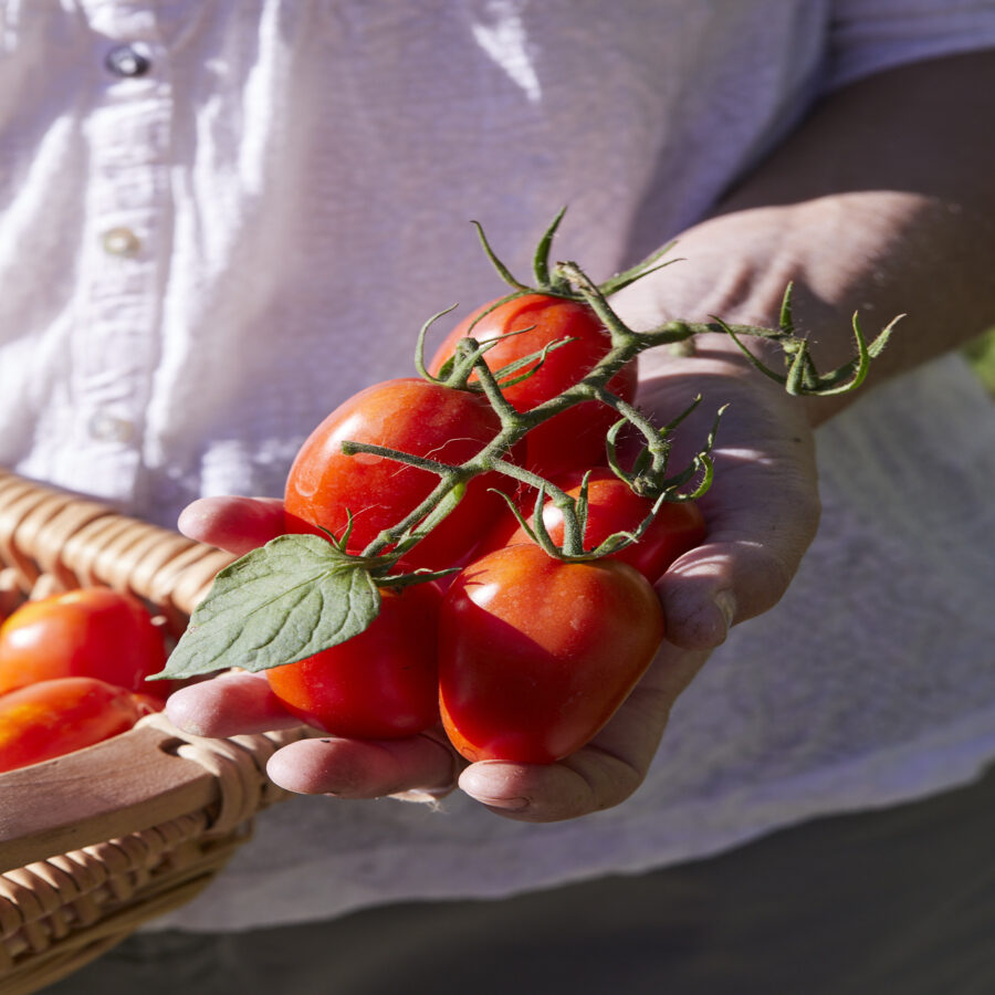 Juliet plum tomato