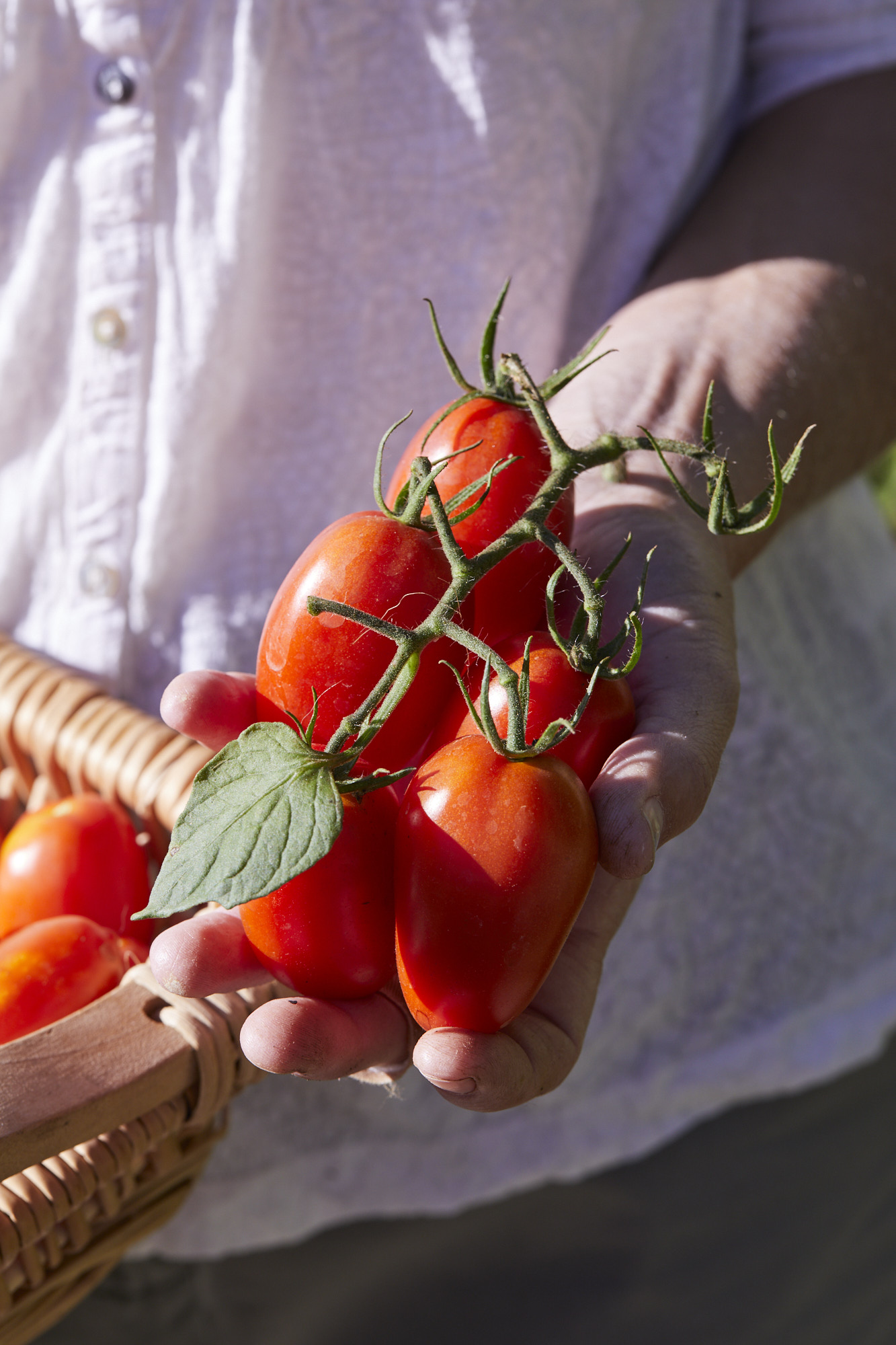 Juliet plum tomato